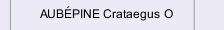 AUB&Eacute;PINE Crataegus O